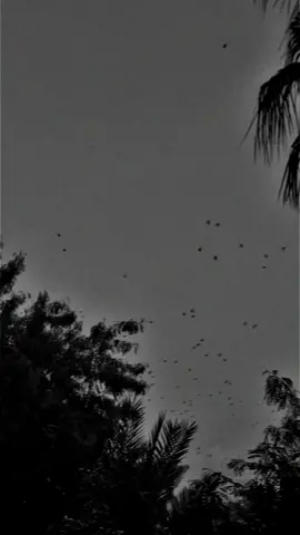 #حبيبي_يا_واحشني_يا #سيف_عامر #fyp #explor #amman #السعوديه #العراق #الكويت #تصميمي #تصويري 💙