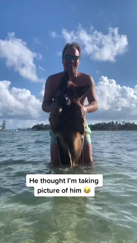 #fyp #viral #trending #germanshepherd