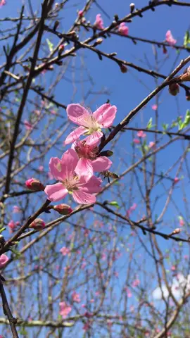 Một chiếc video ngập trần không khí TẾT 🧧 Hoa đào tết năm ngoái  nhà ông bà ngoại bắp #fyp #xuhuongtiktok #trending #diepanhbapbo #hoadao #miennuitaybac