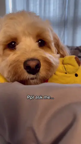 What does your dog get away with? 🥺 #dogtok #dogtiktok #cutepets #doglover