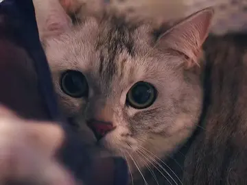 #kdrama #cat