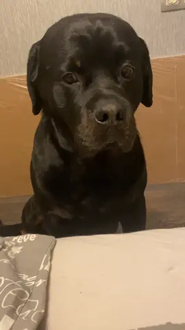 Воры воров не трогают 😂😂😂 #Ганс #черный #ротвейлер #dog #black #rottweiller #rotti #rottie #вор #изпасти #рецедевист #подельник