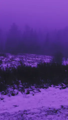 It’s so surreal #violet #purple #forest #snow #mist #aesthetic #purpleaesthetic #207 #cashapp13plus