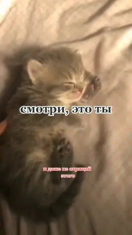 #котики #коты #fyp #fypシ #этоты #люблютебя