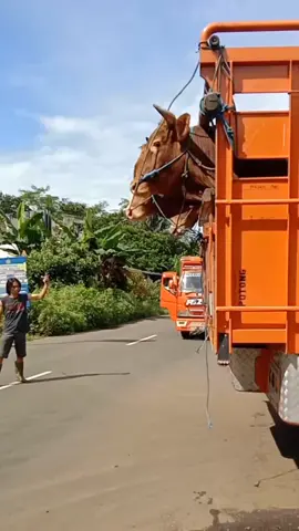 sedulur Plaosan main Purbalingga🤗#lembukencana #SiapIsiSemangatmu #purbalinggatiktok #trucksapi #sapicepat #sapisuper #sapiqurban #sapijumbo #sapilimosinsuper #sapipotong #sapibakalan #sapiindukan #akumungcahangon #fuso #fighter #fyp #fypシ #lfl #lflflfllflflflflflflflflflfflflflflf