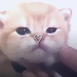 милашки😭 #котики #теплыекоты