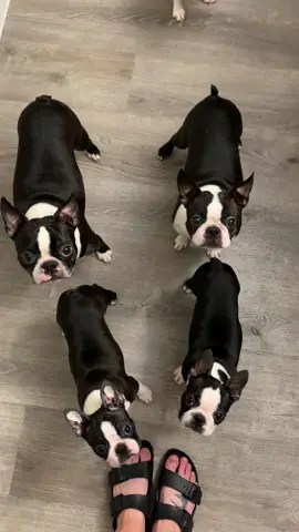 Perfect formation #stackup #showdogs #bostonterriers