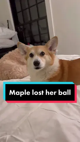 Hips don’t lie #MapleTalks #dogsofttiktok #talkingdog #foryou #fyp