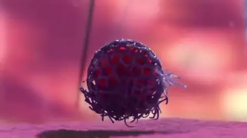 How do Viruses Reproduce?