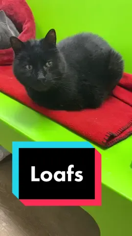 There’s never a shortage of bread here. #catbread #catloaf🍞🐱 #blackcats #sheltercatsoftiktok #adultcats