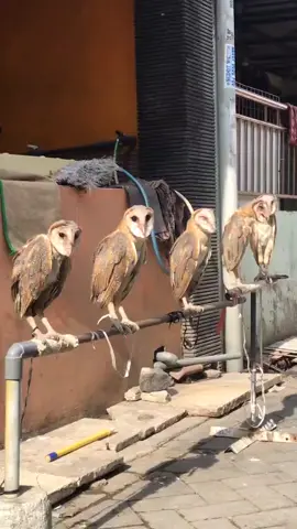 Meskipun Binatang Nokturnal Burung Hantu juga butuh vitamin D yaitu didapatkan dengan cara berjemur#fyp#Hello2022#owl#tytoalba
