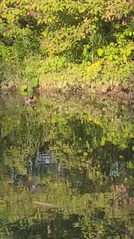 #creek #duck #creeklife #birds #Mallards #wildlife #nature #naturelover