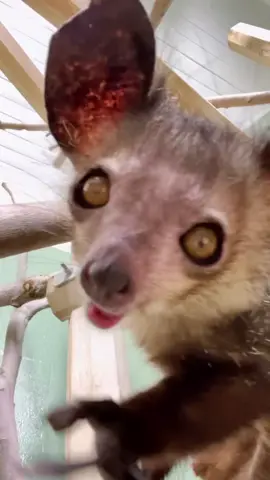 Up close and Poe-sonal 👁👃🏼👁 #ayeaye #lemur #pov #closeup #animals #oldisgold