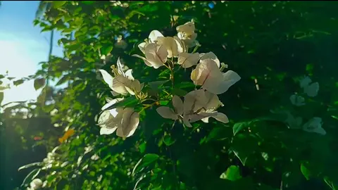 Practice Again Sa Garden 😊❤️#edit #videography #vn #fyp