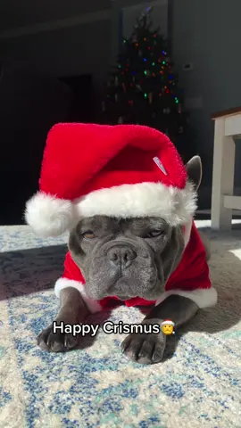 Happy Crismus🎅🎄🦌🎁 #dogsofttiktok #frenchie #merrychristmas