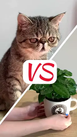 NatureID: Plant identifier 🪴 #plantidentifier #plantcaretips #plantcarehacks #natureid