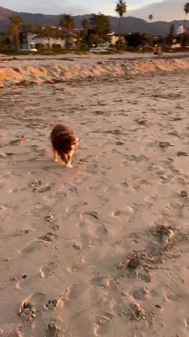 #stickontheground #fetch #santtabarbara #sunrise #australianshepherd #learnsomethingnew #FFXmasSwitch