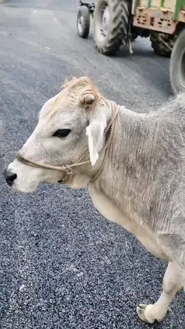 #holycow #cow #indiancow #udaipur #rajasthan #india #exploreindia #visitindia #travelnomatterwhat #fyp #loveanimals