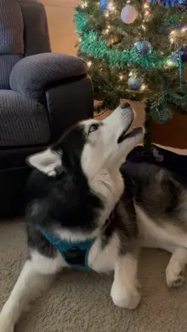 3 days till Christmas!!! #haikuthehusky#fyp#husky#viral#dog#dogsofttiktok#tiktok#christmas