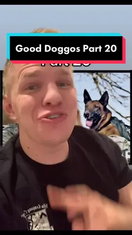 Reply to @_jeremylamb  Good boi #storytime #storytelling #storyteller #dog #doggo #gooddog #wardogs #militarydog #dogs