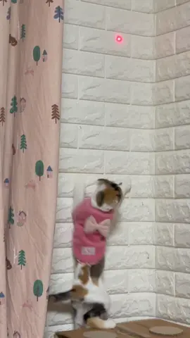 ยิ่งเลี้ยงยิ่งรู้ว่าไม่ใช่แมว!!!