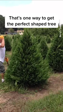 Spruce Lee 🗡🎄 #christmastree #treetrimmimg #treesurgeon #sword #ChristmasDecor