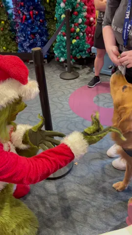 I brought my service dog to meet The Grinch. The Grinch was a fan. #GEICOGiveHappy #thegrinch #thegrinchtiktoks #universalstudios #goldenretriever