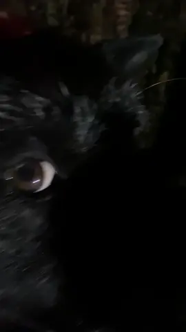 🐶❄️🌧 #keşfet #keşfetteyizzz #keşfetbeniöneçıkar #köpekvideoları #bushcraftsurvival