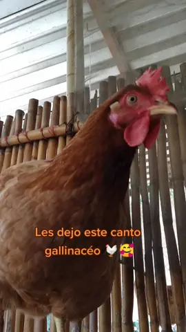 😓solo un canto🐔he tenido mucha actividad y poco tiempo!👩🏻‍🌾🤯#gallinas🇲🇽🐓 #huevo #fpy #🐔🐔🐔🐔🐔🐔🐔🐔🐔🐔 #pecuaria