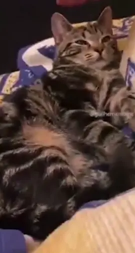 Funny meme compilation😂#viral #memes #tiktok #fail #funny #fy #fyp #animal #christmas #winter