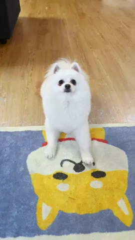 Nico: mom, why you have a red face? 😳#fyp #dogoftiktok #nico #funny