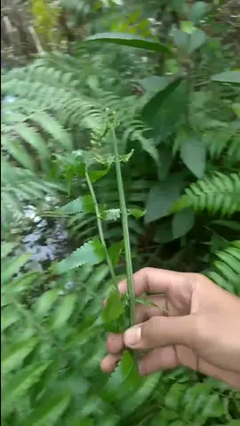 karena tubuh kurang Vir kita nyari sayuryok😋#survival #bolang #viraltiktok