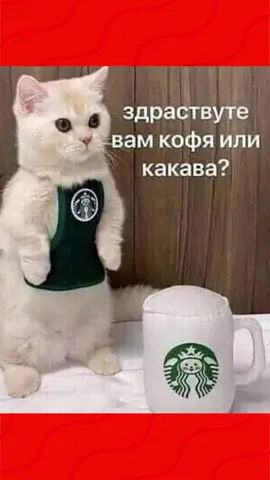 #рекомендации #приколы #юмор #лютыеприколы #школа #котики #мемы #троллинг