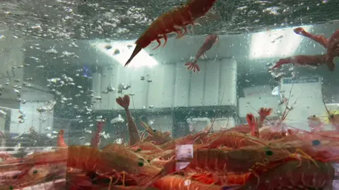 #liveshrimps #shrimps #shrimpgang #jumboshrimps #kissingshrimps #fyp