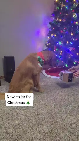 Christmas present unboxing #presentunboxing #puppy #firstchristmas #thatgoldendogace #goldenretriever
