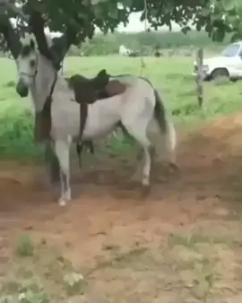 #pegadeboinomato #pegadeboi🐃🐴🐴💥 #toadasdosertão #vaqueiro 🔥🐎