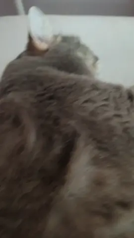 @tinkoff прокоментируйте пока феня спит это будет для него подарок на Новый год#топ #