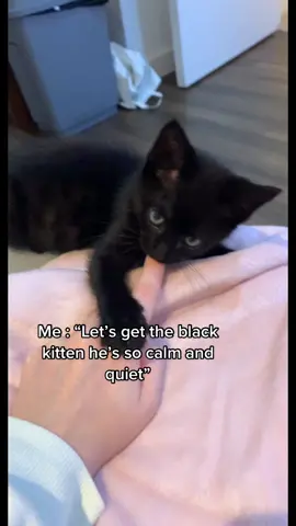 He was when i first saw him.. #foryoupage #viral #fyp #talkativecat #blackkitten #void #blackcat #trend