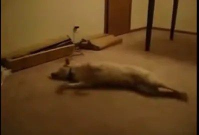 Run for your life! Sleep Runing! #fyp #MyPlayoffPicks #funnyvideos #funny #dog #dogs #dogsofttiktok #dream #sleepwalking #sleep