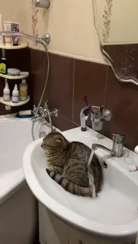 #домашниеживотные #котвраковине #рейк