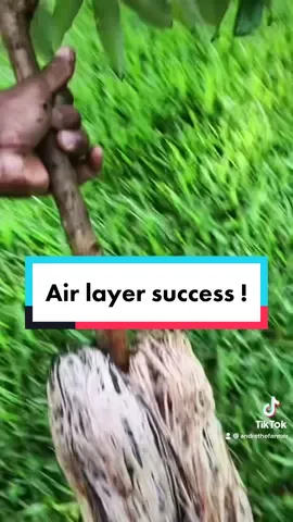 Successful airlayer. #airlayering #airlayeringpropogation #airlayer #gardening #permaculturelife #permaculture #gardeningtips #foryou #fyp #foryoupage