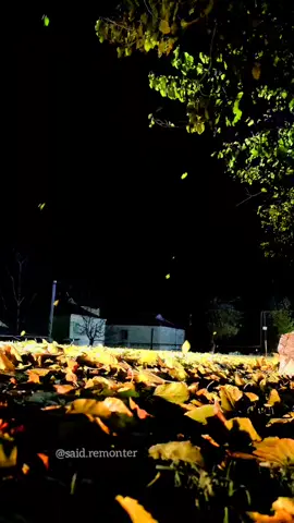 #осень #релакс #красота #нашид #листья #природа #ветер