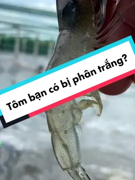 Dấu hiệu tôm bị phân trắng xem ngay!         #benhphantrang #nuoitomcongnghecao #nghetom #LearnOnTikTok