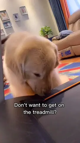 Food is everything 😂#dog #dogsofttiktok #doggo #fyp #foryou #StepandFlex #k18hairflip #MyPlayoffPicks