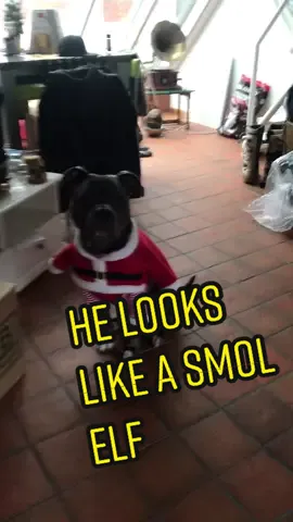 #dogxmasgifts #xmasdoggy #xmasoutfit #dogcoats #dogoutfit #belgietiktok