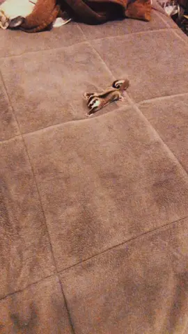 A simple TikTok but effective 😶 #sugarglider #plainfieldexotics #sugarglidersoftiktok #sugargliders #sugargliderjoey