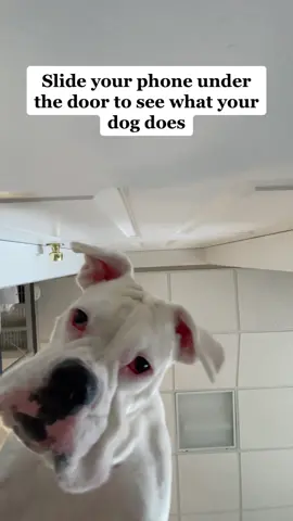 Laylas front camera face is better than mine #underthedoorchallenge #funnydogs #cutedogs #whiteboxer #boxerdog