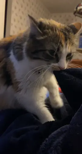 Does anyone elses cat make biscuits like this? #biscuit #cat #makingbread #cats #catsoftiktok #cutecat #FritoLayRickRoll #StepandFlex