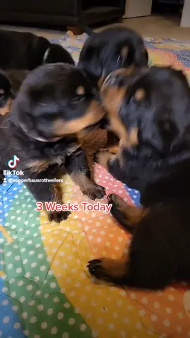 3 Wks today. A few reservations for picks available from this Litter. Fully Health Tested / Temperment Test / Microchip. IntCH Sired #NC #rottweiler #rottweilersoftiktok #rottweilerpuppy #sapperhausrottweilers #ofa #fyp