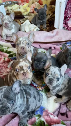 Two litters of pups born on the same day 🥰 #merlefrenchbulldog #merlefrenchie #newshade #rojo #frenchie #frenchy #frenchybaby #frenchbulldogpuppy